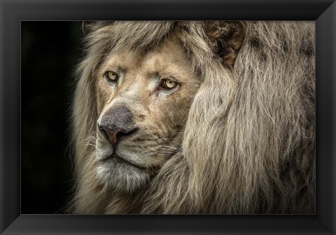 Framed White Albino Lion Close Up Print