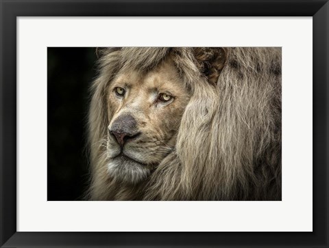 Framed White Albino Lion Close Up Print