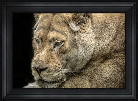 Framed Female White Lion Print