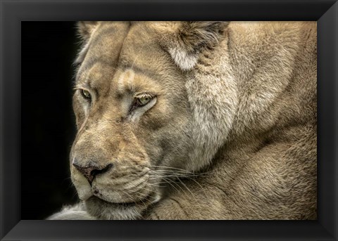 Framed Female White Lion Print