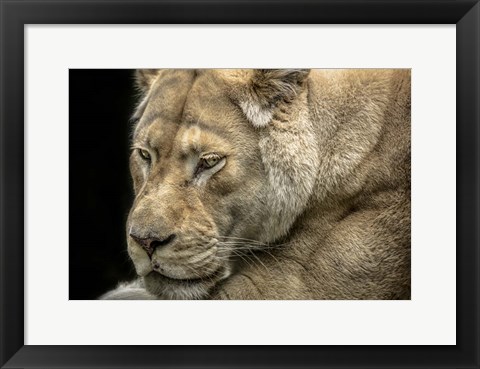 Framed Female White Lion Print