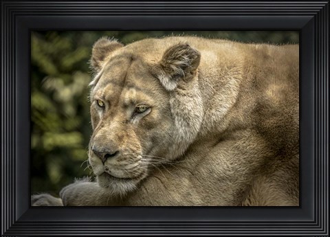 Framed Female White Lion II Print