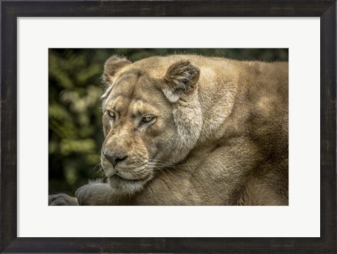 Framed Female White Lion II Print