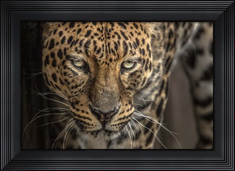 Framed Jaguar Print