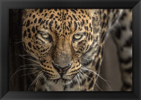 Framed Jaguar Print