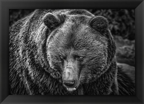 Framed Grizzly Black &amp; White Print