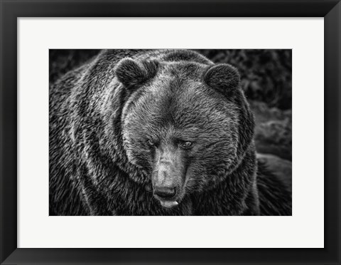 Framed Grizzly Black &amp; White Print