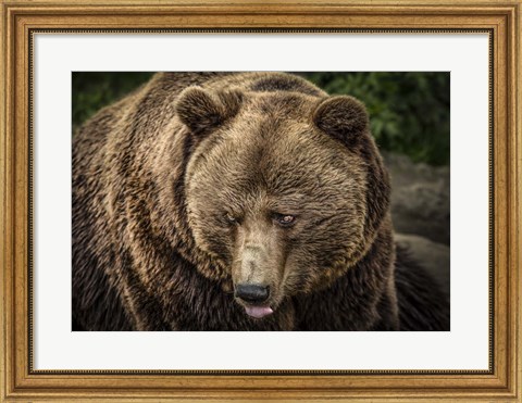 Framed Grizzly Print