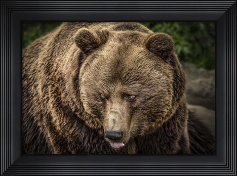 Framed Grizzly Print