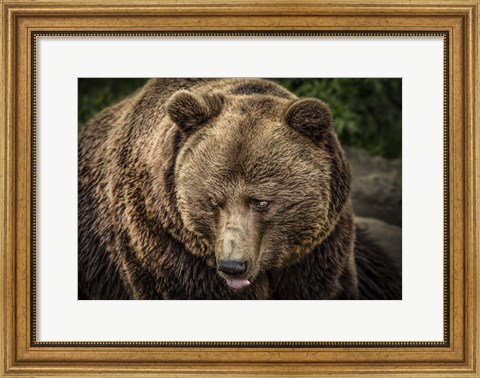 Framed Grizzly Print