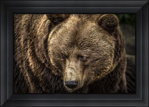 Framed Grizzly II Print