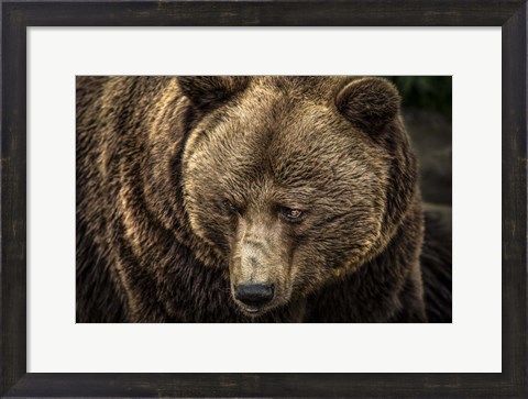 Framed Grizzly II Print
