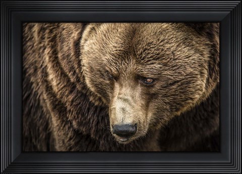 Framed Grizzly III Print