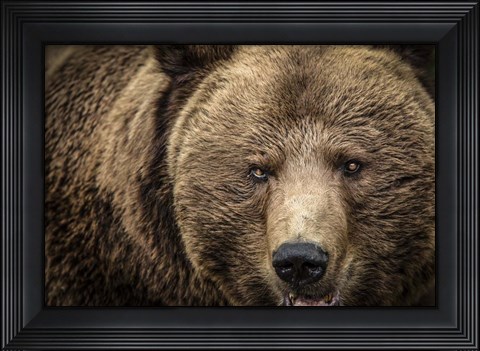 Framed Grizzly IV Print