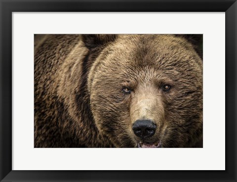 Framed Grizzly IV Print