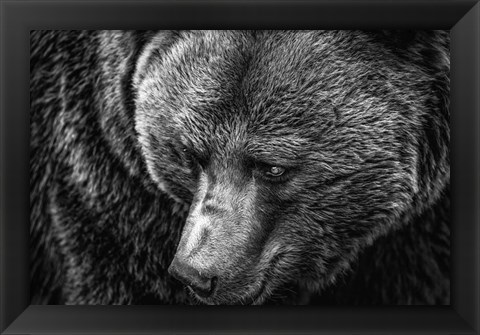 Framed Grizzly Close Up Black &amp; White Print