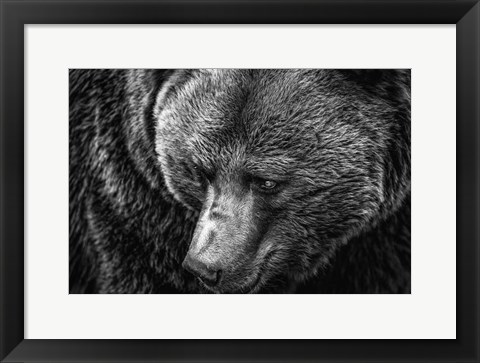 Framed Grizzly Close Up Black &amp; White Print