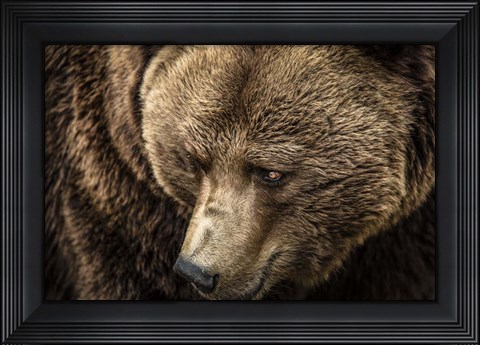 Framed Grizzly Close Up Print