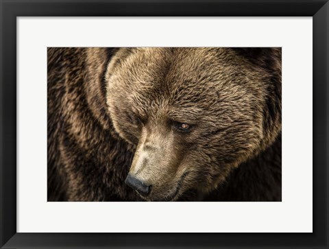 Framed Grizzly Close Up Print