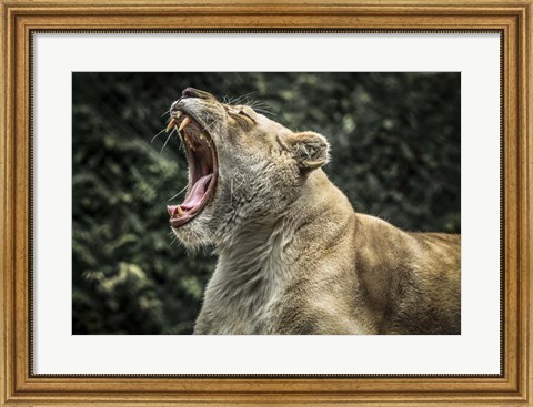 Framed Female White Lion Roars Print