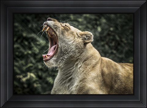 Framed Female White Lion Roars Print