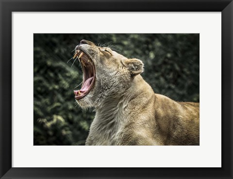 Framed Female White Lion Roars Print