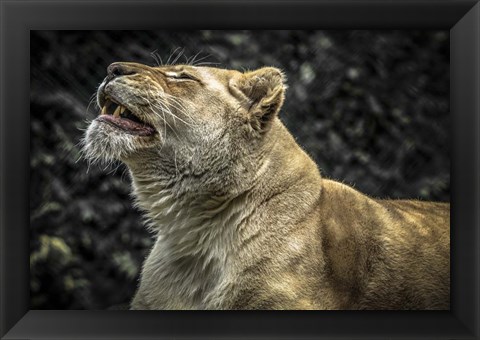 Framed Female White Lion Roars II Print