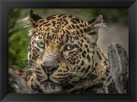 Framed Jaguar Close Up Print