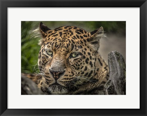 Framed Jaguar Close Up Print