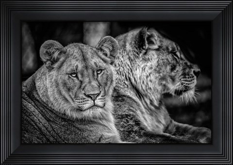 Framed Two Female Lions Black &amp; White Print