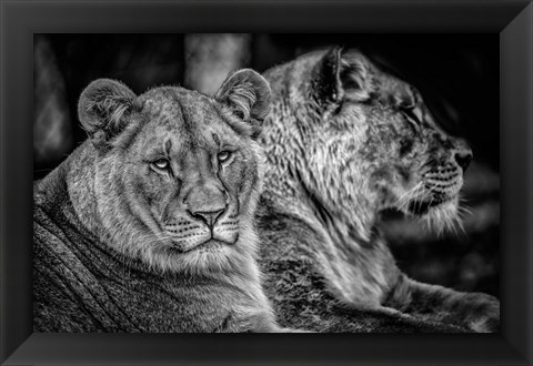 Framed Two Female Lions Black &amp; White Print