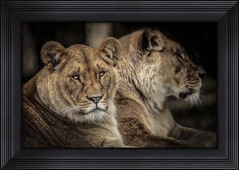 Framed Two Female Lions Print