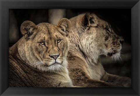 Framed Two Female Lions Print