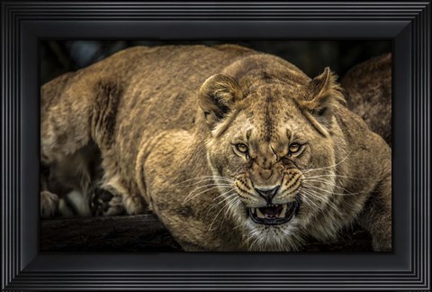 Framed Scarface Lion Print