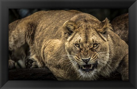 Framed Scarface Lion Print