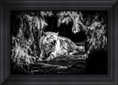 Framed Howling Wolf Black &amp; White Print