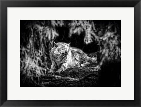 Framed Howling Wolf Black &amp; White Print