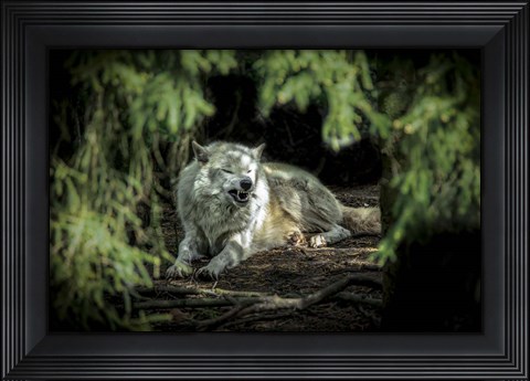 Framed Howling Wolf Print