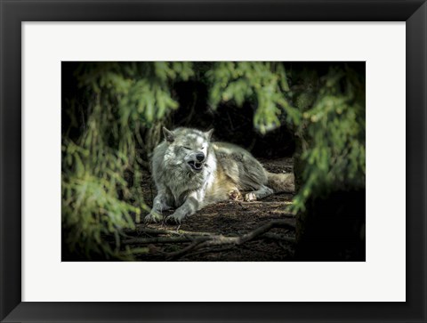 Framed Howling Wolf Print