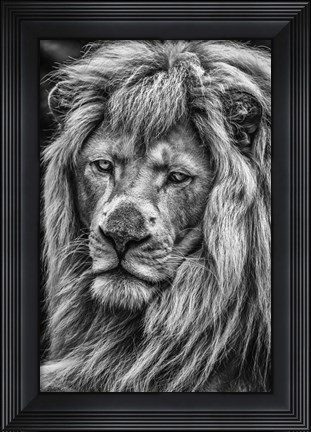 Framed White Albino Lion V Black &amp; White Print