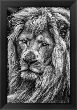 Framed White Albino Lion V Black &amp; White Print