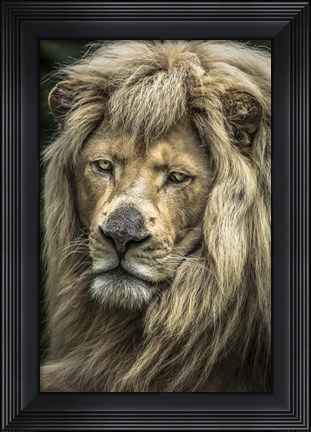 Framed White Albino Lion V Print