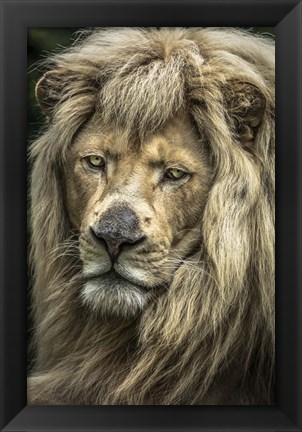 Framed White Albino Lion V Print