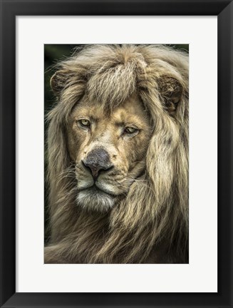 Framed White Albino Lion V Print