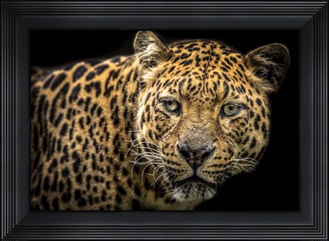 Framed Jaguar II Print