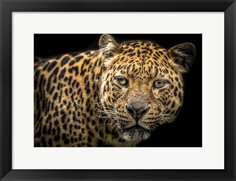 Framed Jaguar II Print