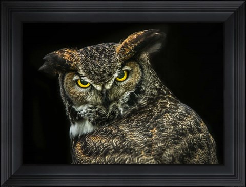Framed Yellow Eyed Owl Print
