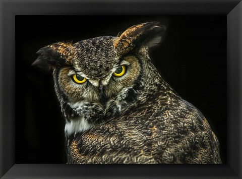 Framed Yellow Eyed Owl Print