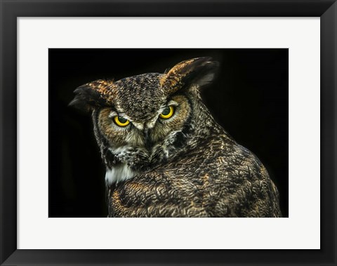 Framed Yellow Eyed Owl Print