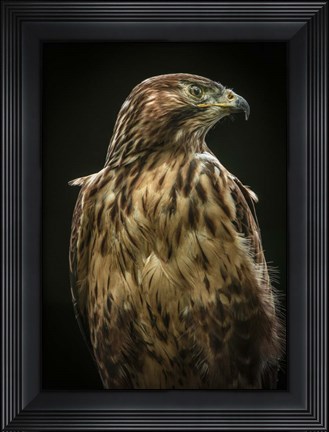 Framed Predator Bird Print